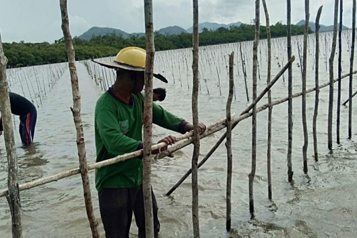 BRGM kejar target penananam mangrove jelang akhir tahun