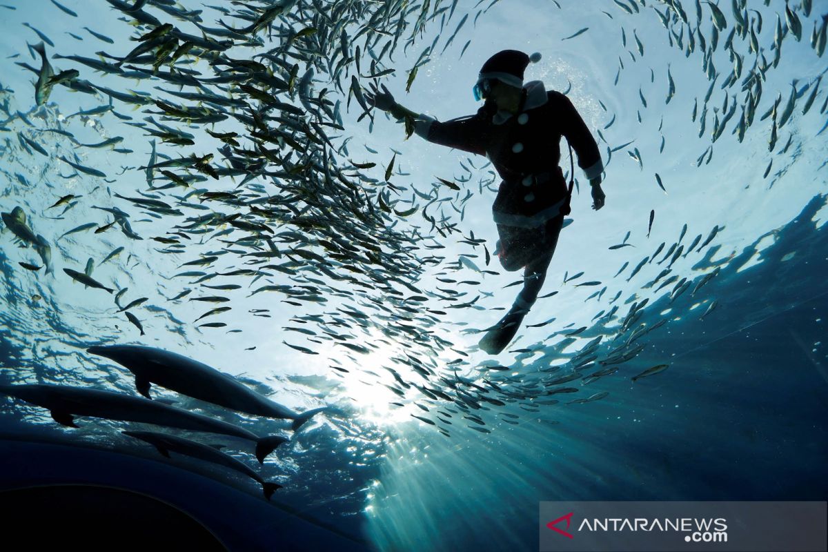 Misinformasi! Kemunculan Oarfish pertanda datangnya bencana