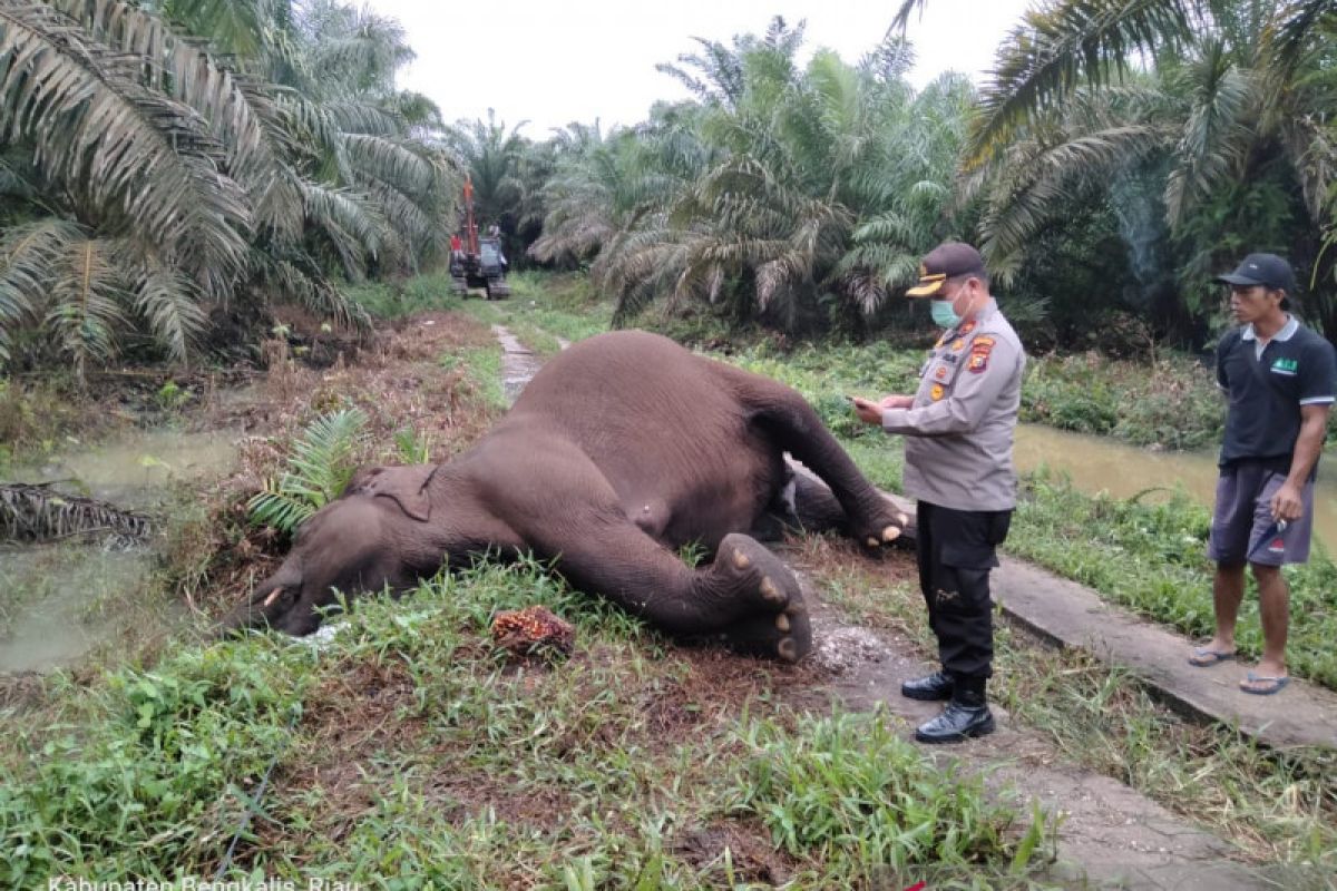 Gajah di Bengkalis mati tersengat listrik PLN saat menyusui