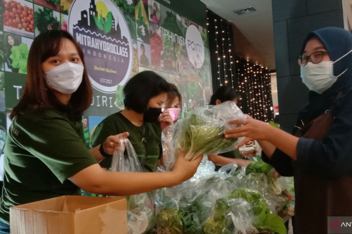 Mitra Hidroponik gelar Gerakan 10.000 sayur di Kota Makassar