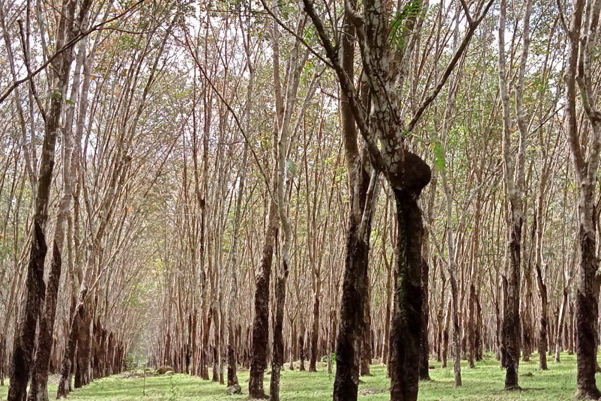Jurnal Celebes sebut deforestasi hutan Sulsel capai 66.158 ha