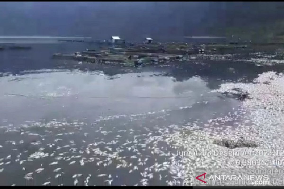 362 ton ikan mati di Danau Maninjau