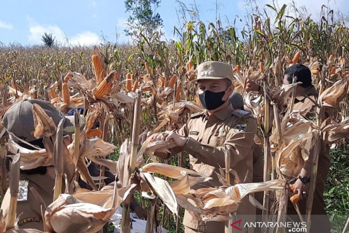 Bupati Gumas tekankan pentingnya peningkatan produksi jagung hibrida