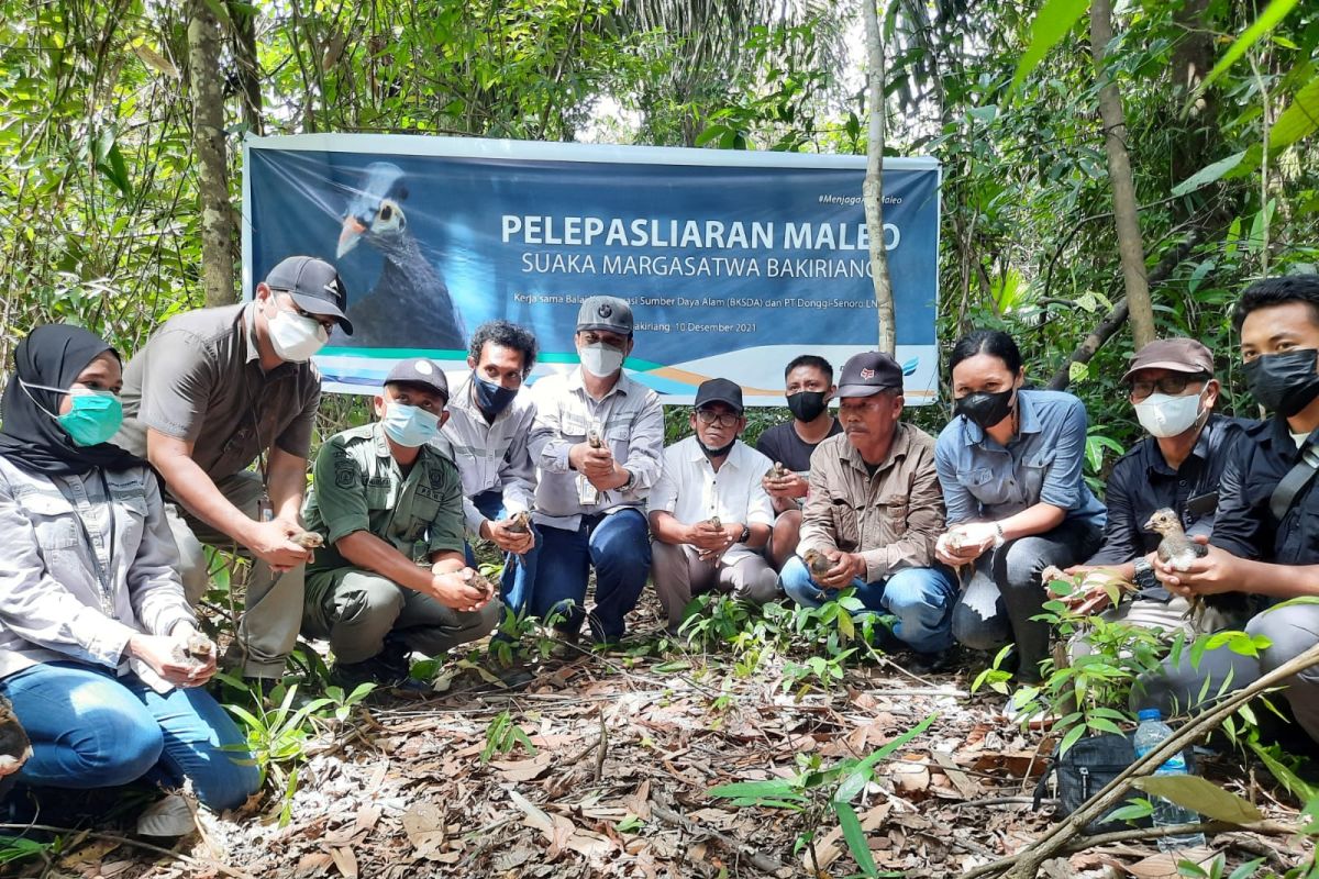DSLNG kembali melepasliarkan 12 ekor Maleo di Suaka Margasatwa Bakiriang Banggai