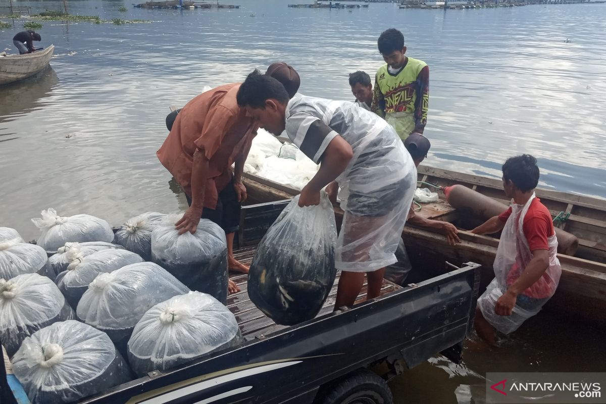 Ikan Danau Maninjau mati bertambah menjadi 552 ton