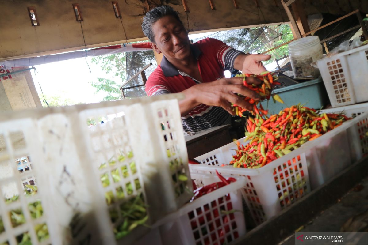 Dinas Pertanian : stok cabai rawit di Gorontalo surplus
