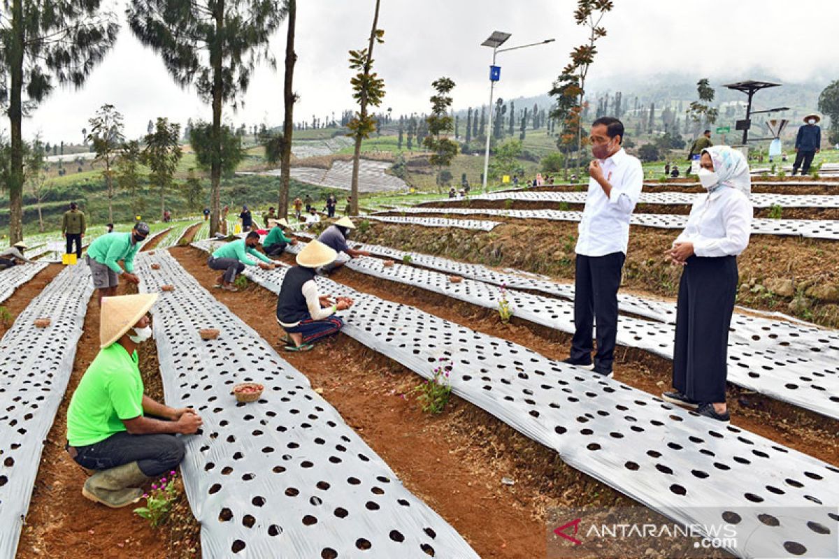 Jokowi ingin ada kepastian harga dan pembeli bawang merah petani