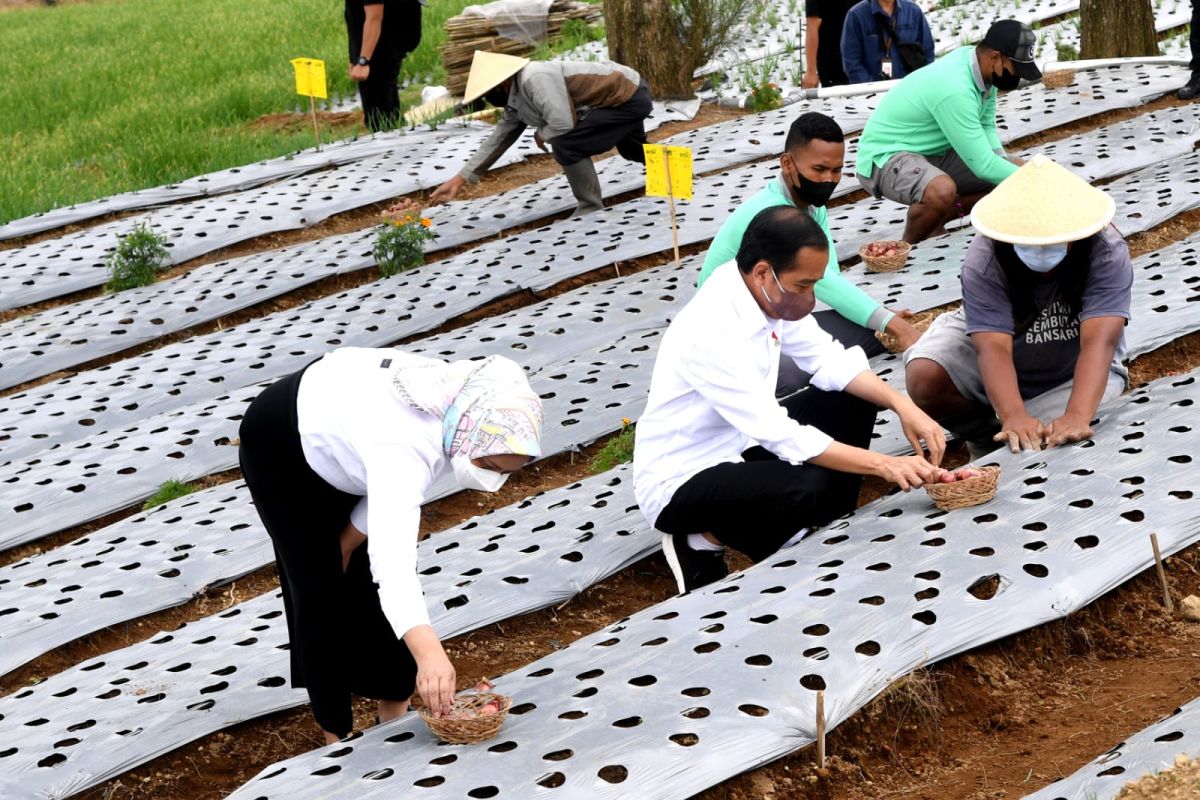Presiden Jokowi harap produktivitas bawang di lumbung pangan meningkat