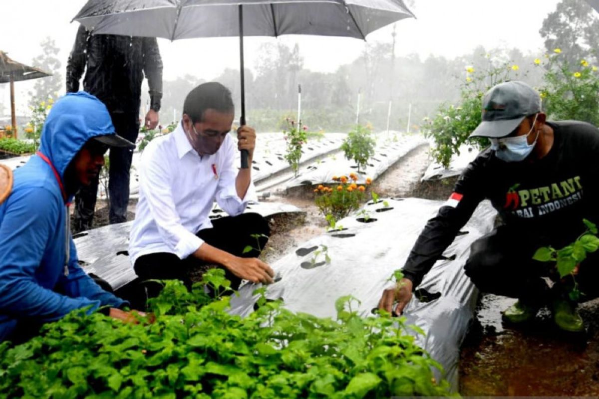 Presiden Jokowi tanam cabai saat hujan deras di  Wonosobo