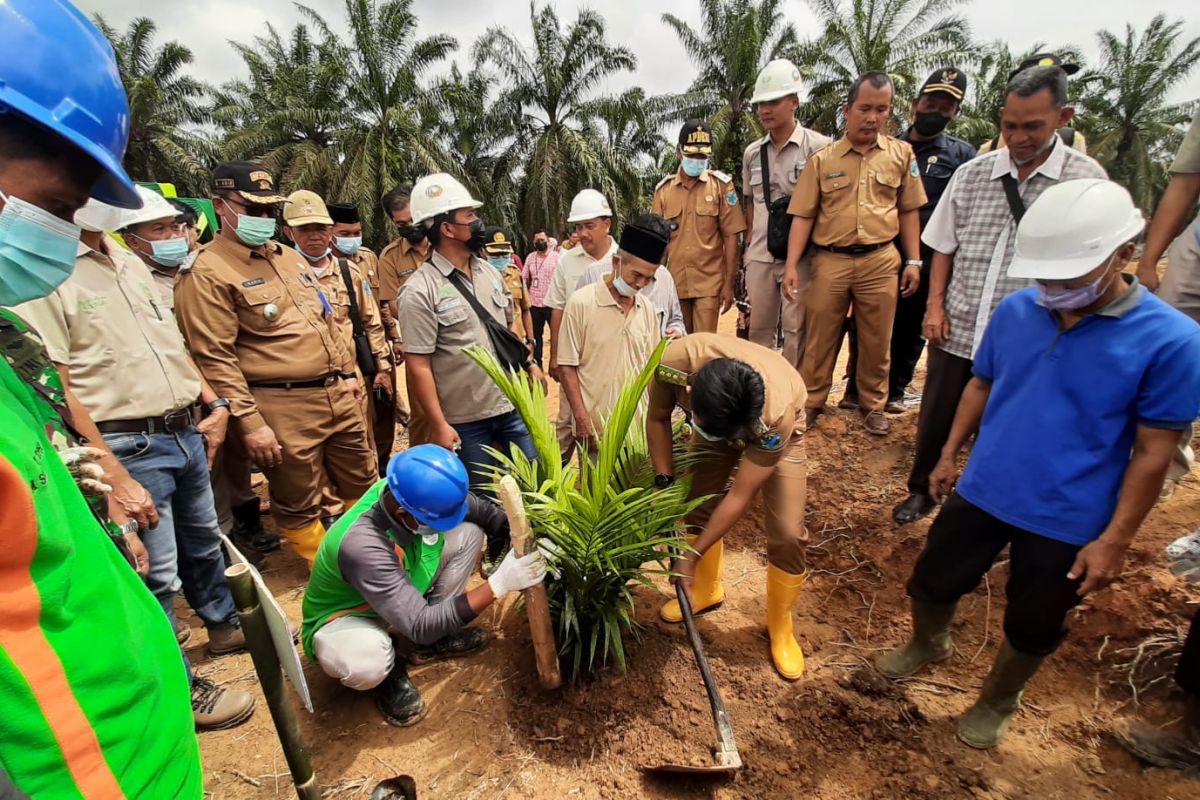 Batanghari mendorong replanting kebun sawit dengan pola kemitraan