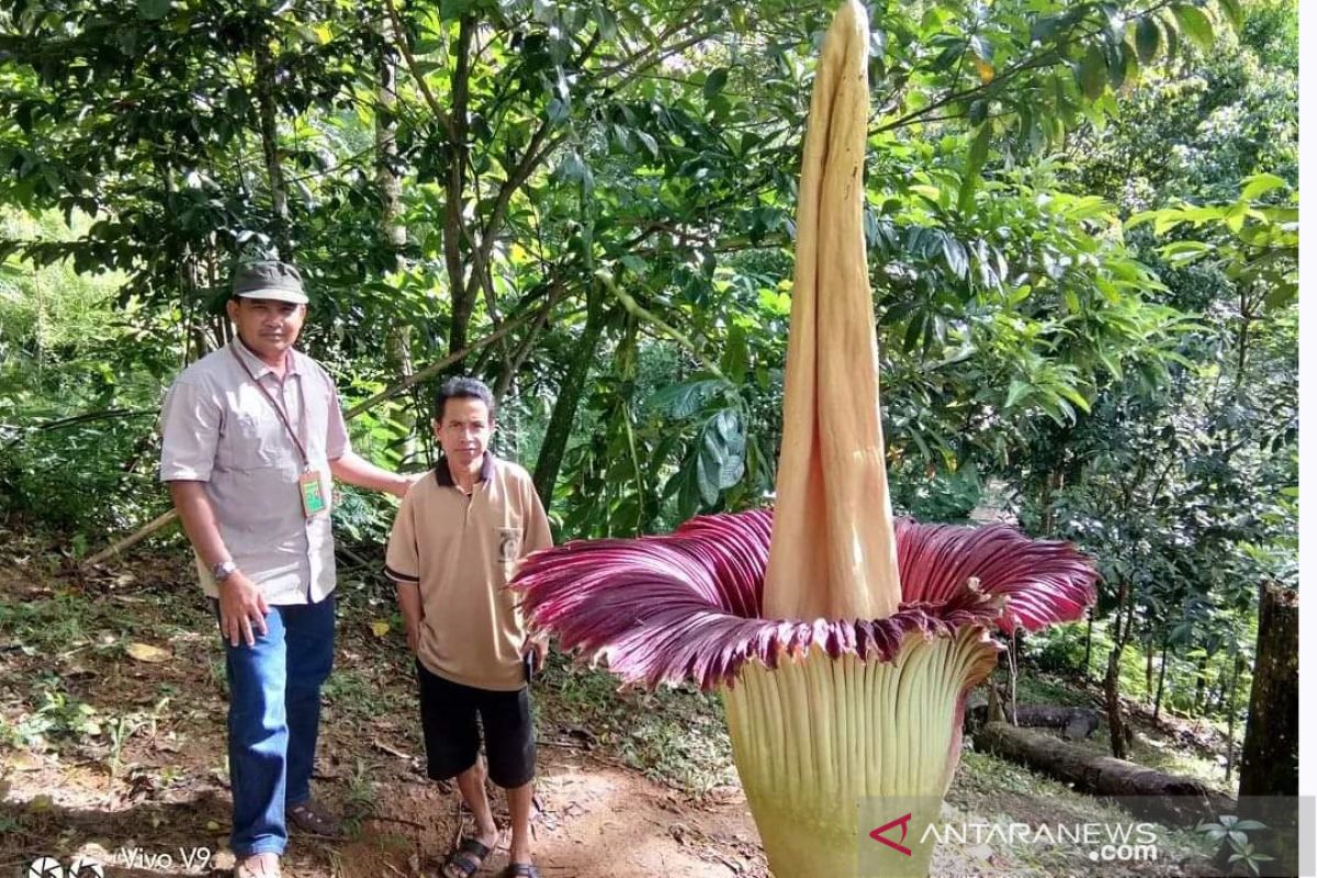 Bunga bangkai setinggi 2,8 meter mekar di Kepahiang Bengkulu