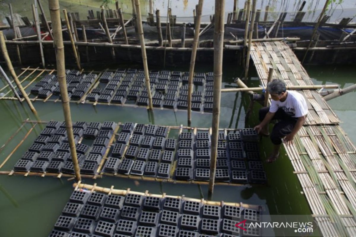 Nelayan Kotabaru antisipasi banjir rob amankan tambak