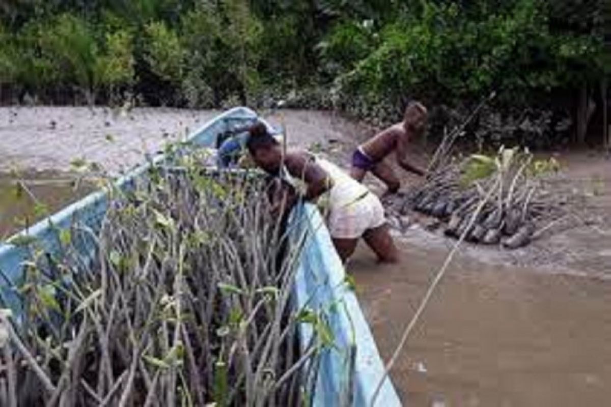 BRGM nyatakan realisasi penanaman mangrove di Papua Barat sudah capai 80 persen