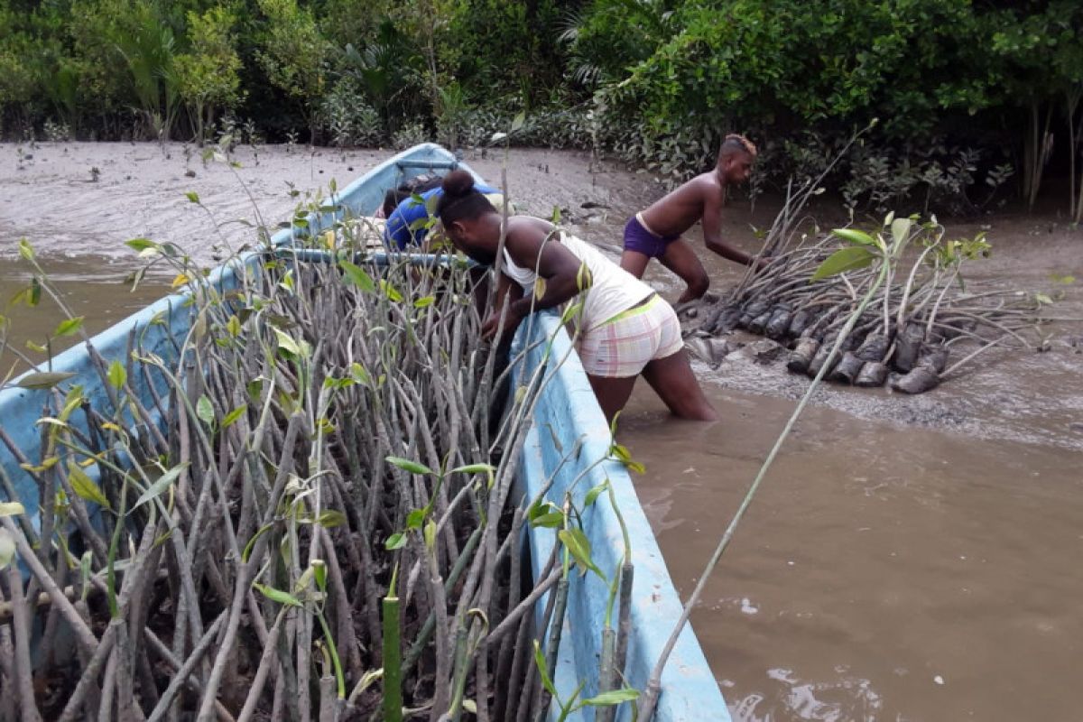 BRGM: Realisasi penanaman mangrove di Papua Barat capai 80 persen