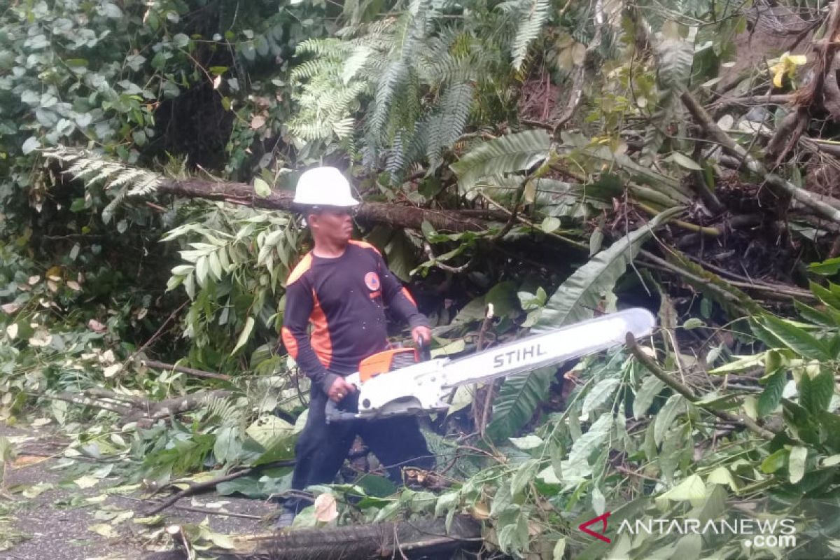 BPBD : Tiga titik pohon tumbang landa Agam akibat hujan