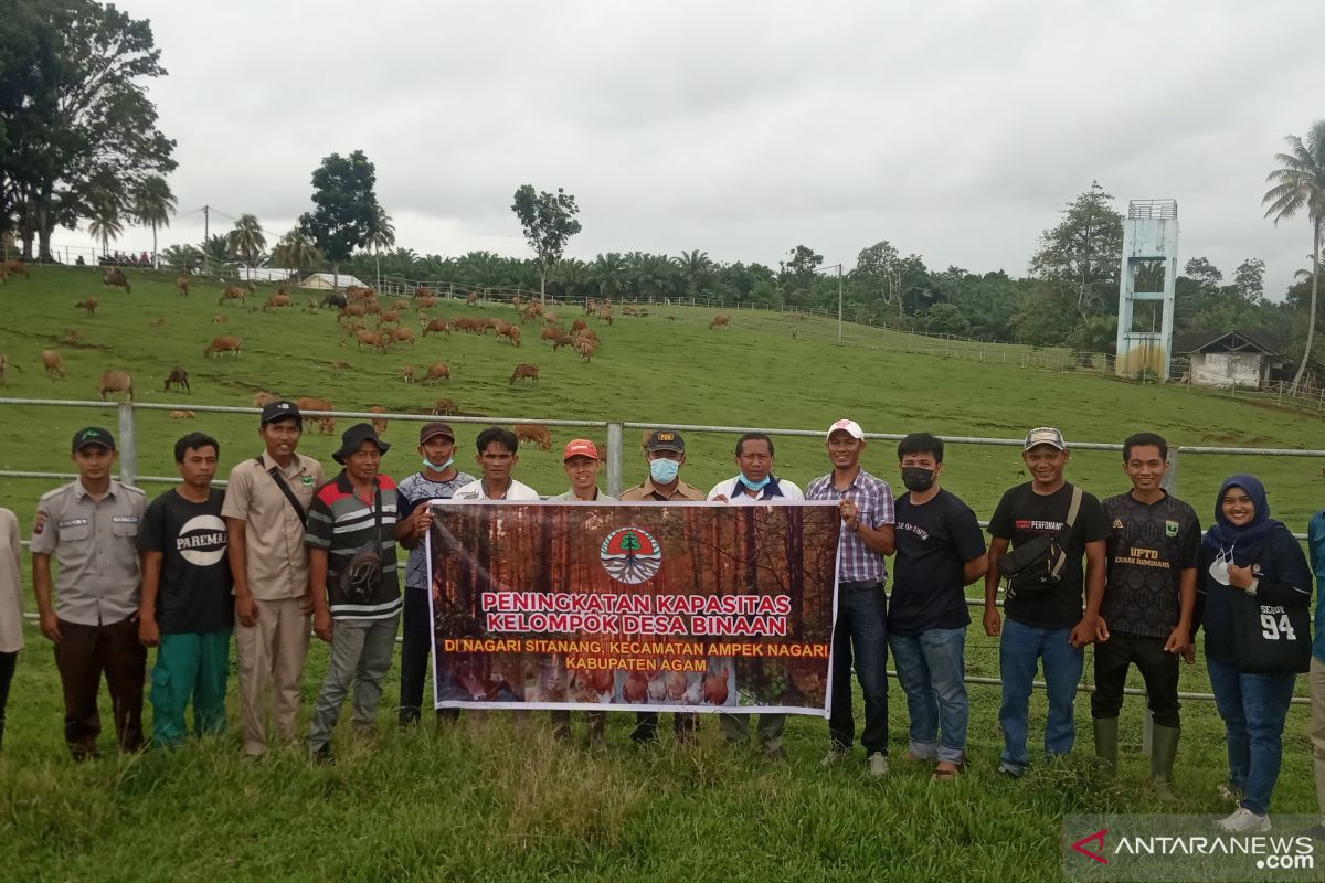 KSDA Agam bawa Kelompok Karya Maju Sitanang belajar beternak sapi