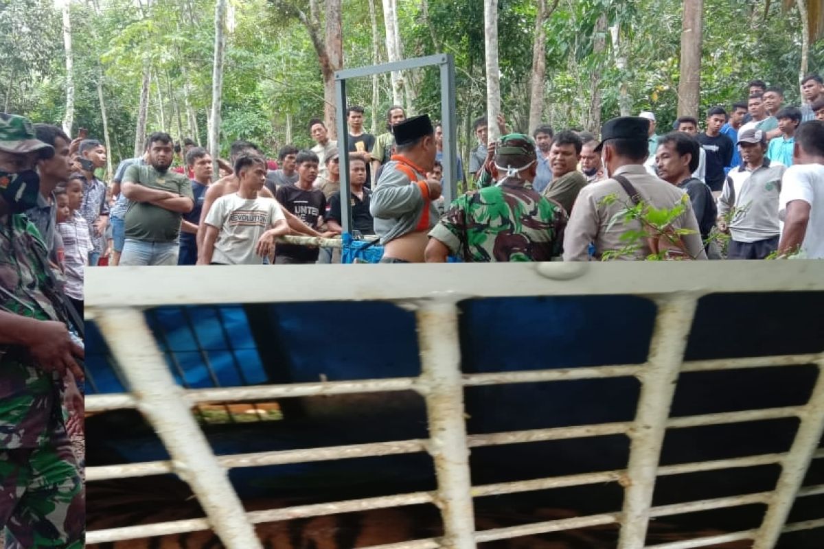 Seekor harimau sumatera di Padang Lawas Sumut berhasil ditangkap