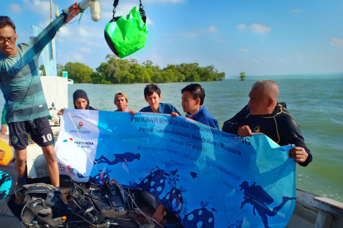 Penanaman kembali Mangrove di Bangkalan menuai hasil