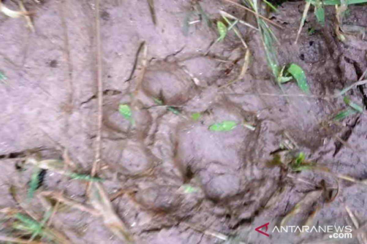 Harimau Sumatera serang ternak warga Agam, Sumatera Barat, Kamis pagi