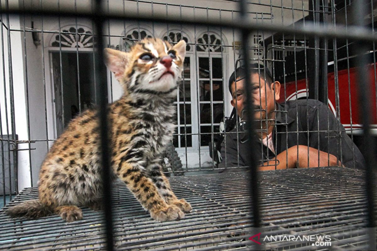 Kucing kuwuk serahan sukarela warga