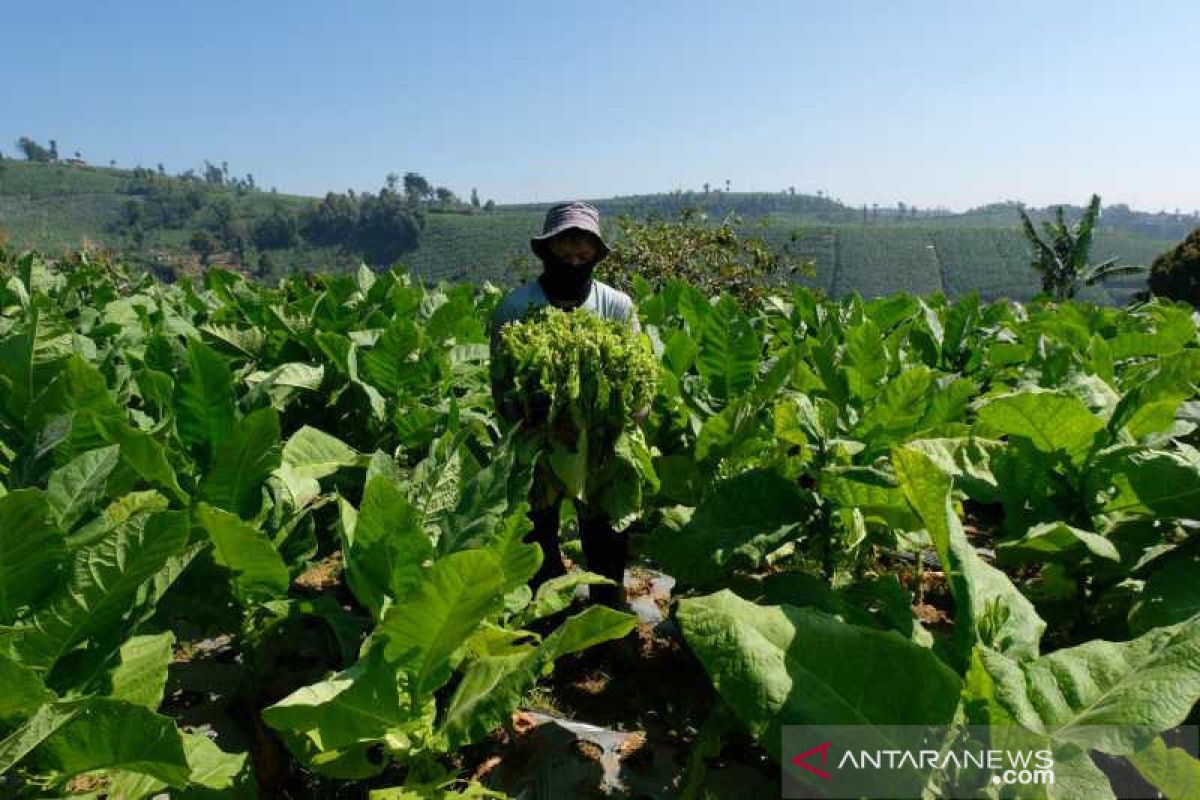 Kawasan industri hasil tembakau segera dibangun di Lotim