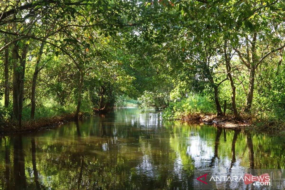 Gubernur Kaltim dan rombongan tanam 1.250 pohon