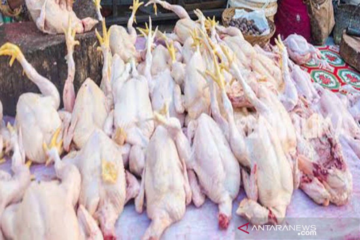 Harga daging ayam ras terus naik di Sumut