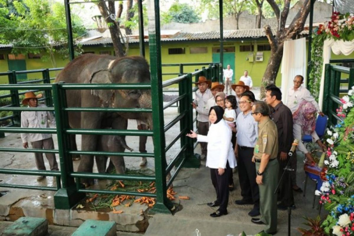 Anak gajah 