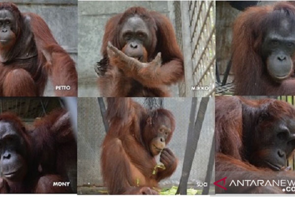Eight orangutans released into Bukit Baka Bukit Raya National Park