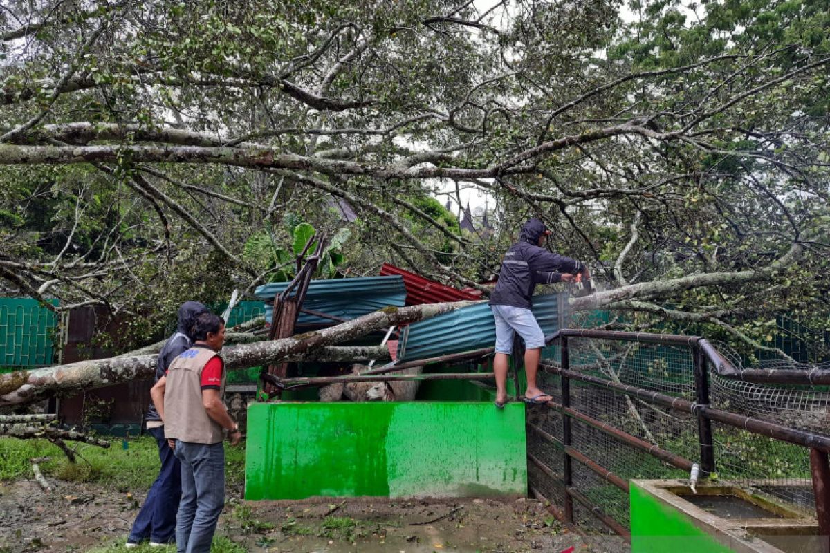Pohon tumbang timpa truk dan kandang hewan Kebun Binatang di Bukittinggi