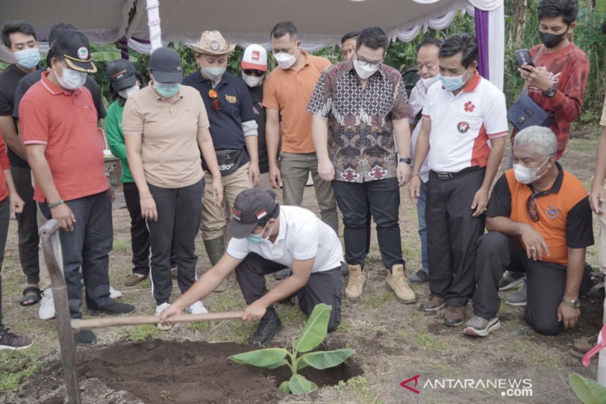 Bangli tanam ratusan bibit Pisang Cavendish