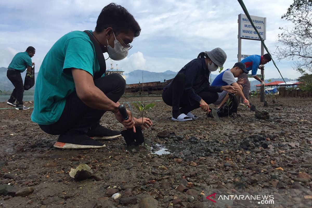 IJTI Maluku gelar penanaman mangrove hijaukan pesisir Teluk Ambon, patut diapresiasi