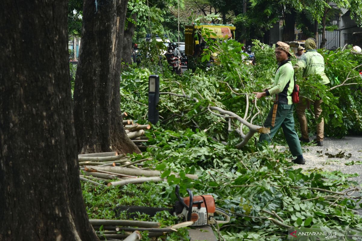 Petugas pangkas dahan pohon di Sukabumi cegah pohon tumbang