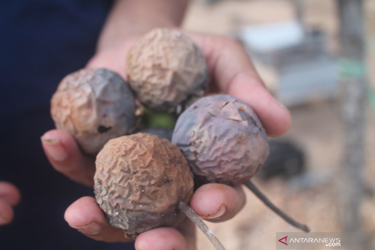 Nyamplung bisa dijadikan bahan baku biodiesel