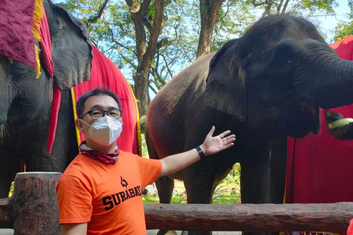 Anak gajah mati, PDTS Kebun Binatang Surabaya diminta berbenah