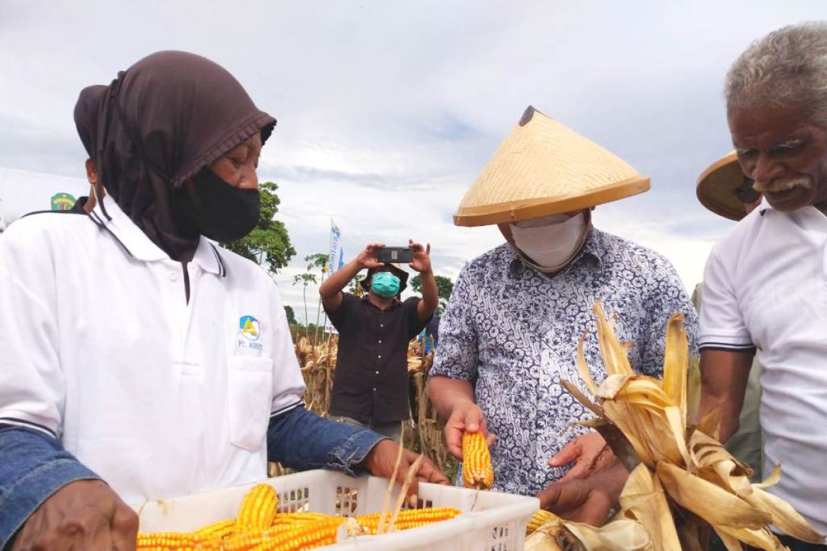 Gubernur Kaltim panen jagung di Desa Sumber Mulya