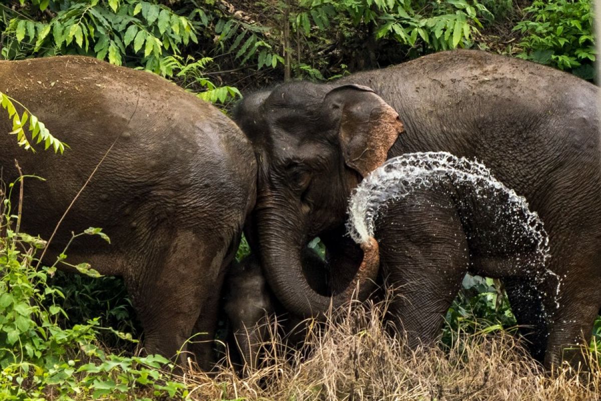 39 gajah liar makan hasil pertanian di Yunnan, China