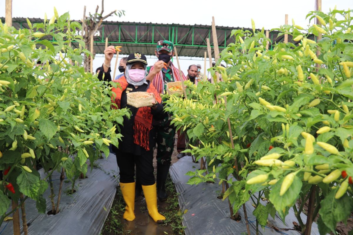 Petani milenial NTT memanen perdana cabai di Sleman