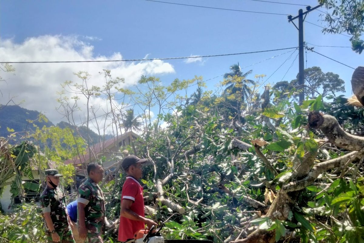 31 rumah rusak tertimpa pohon tumbang