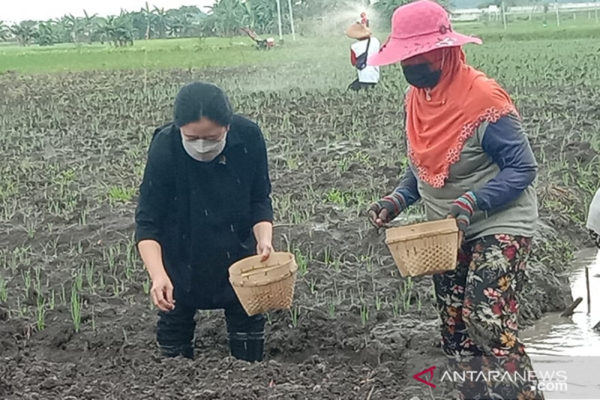 Di Nganjuk, Ketua DPR serap aspirasi petani bawang