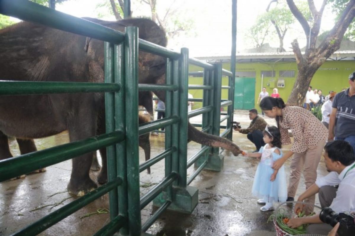 Wali Kota: Penyebab kematian anak gajah di KBS tunggu tim independen