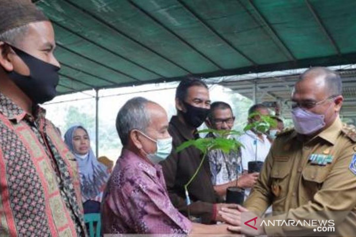 Gubernur serahkan 1.000 bibit Alpukat Roro untuk masyarakat Bangka