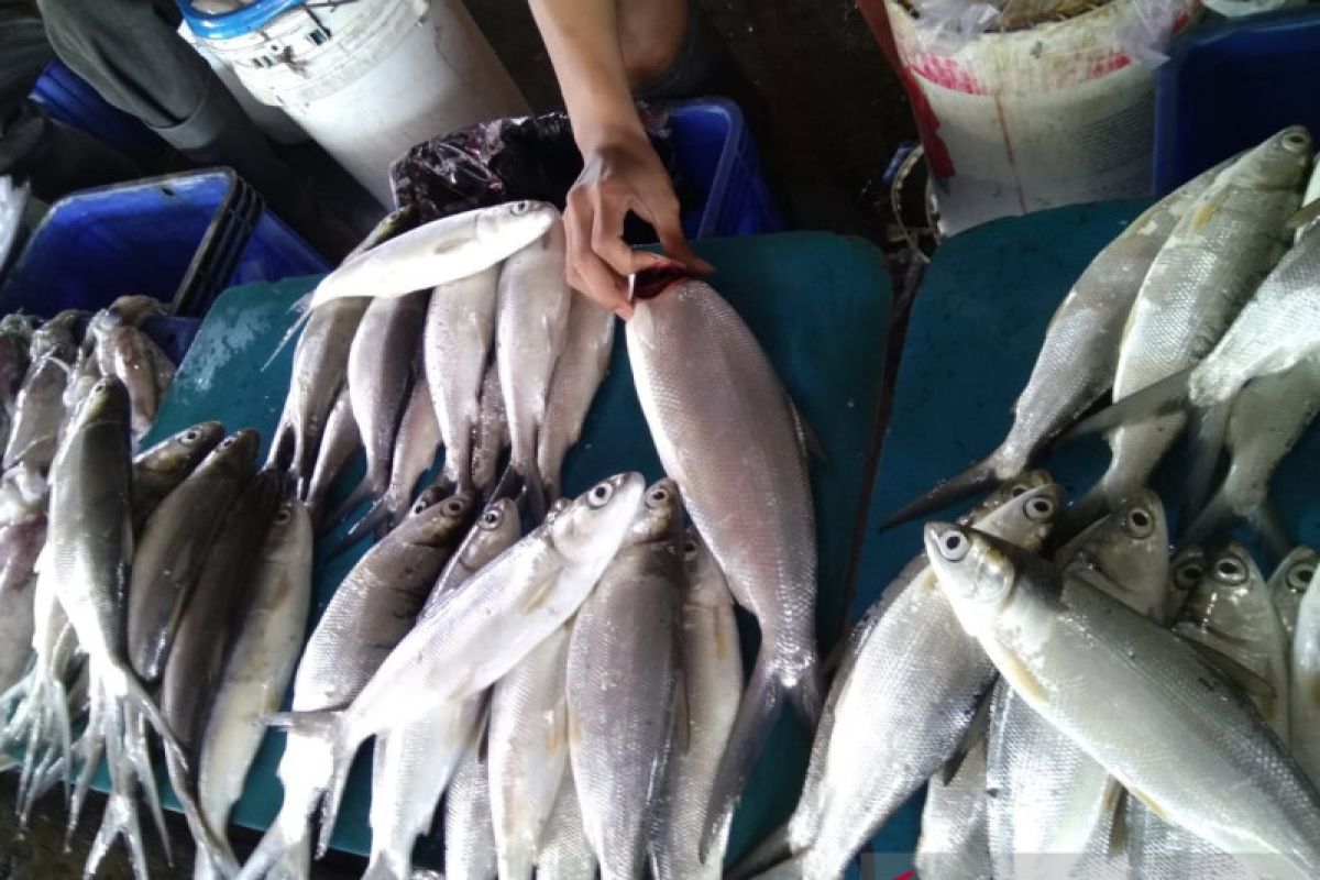 Ikan bandeng "Banjiri" TPI Paotere Makassar dampak waspada cuaca ekstrem
