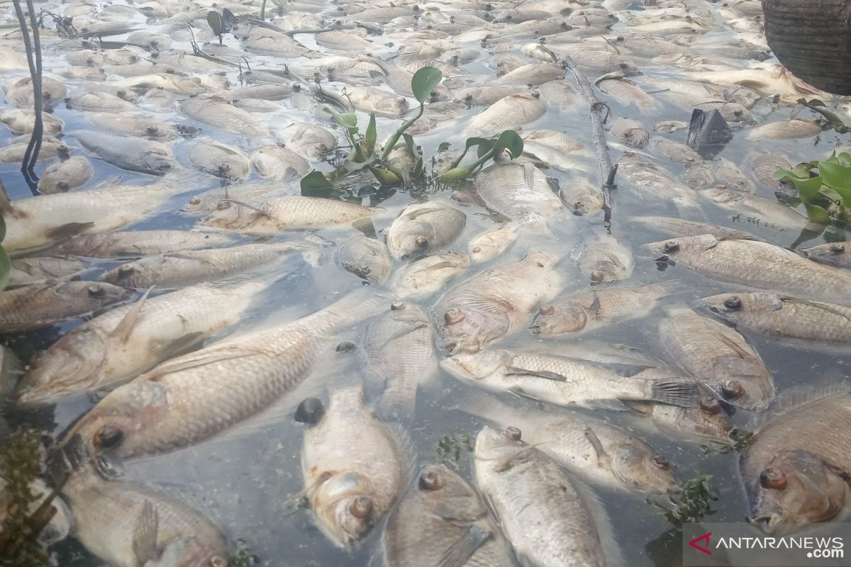 Kerugian akibat ikan mati di Danau Maninjau mencapai Rp18,24 miliar