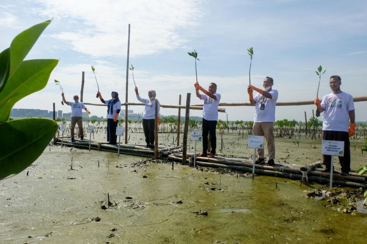 Pelindo Marines hijaukan pesisir utara Romokalisari Surabaya