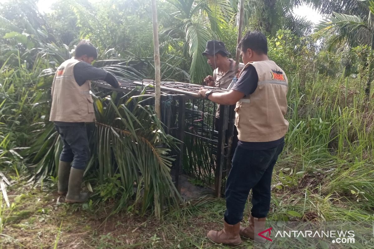 BKSDA Sumbar pasang dua kandang jebak untuk evakuasi harimau di Agam