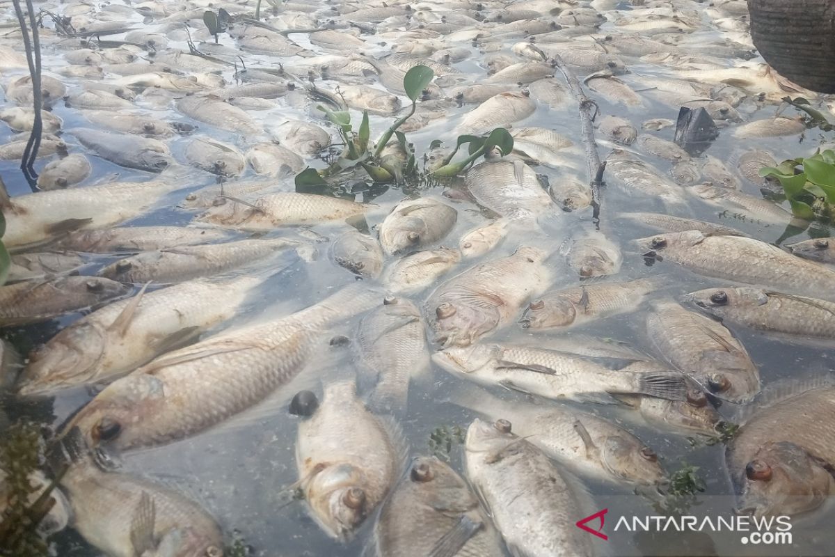 Kematian ikan di Danau Maninjau mendekati 1.000 ton
