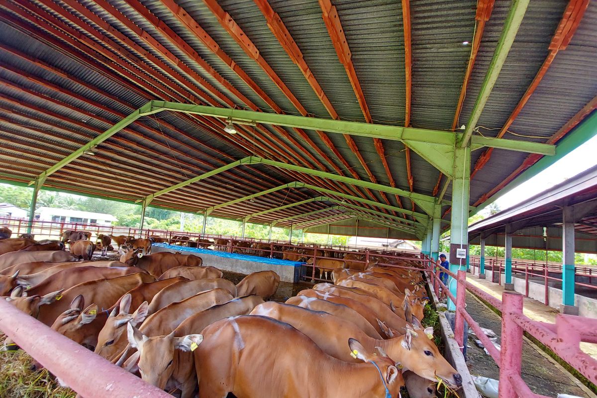 BKP Padang karantina 300 ekor sapi dikirim dari Sulsel di IKH Hewan Pasir Jambak