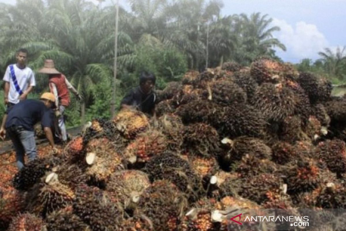 Kadisbun: Harga TBS Kepala Sawit naik lebih Rp400 perkilogram