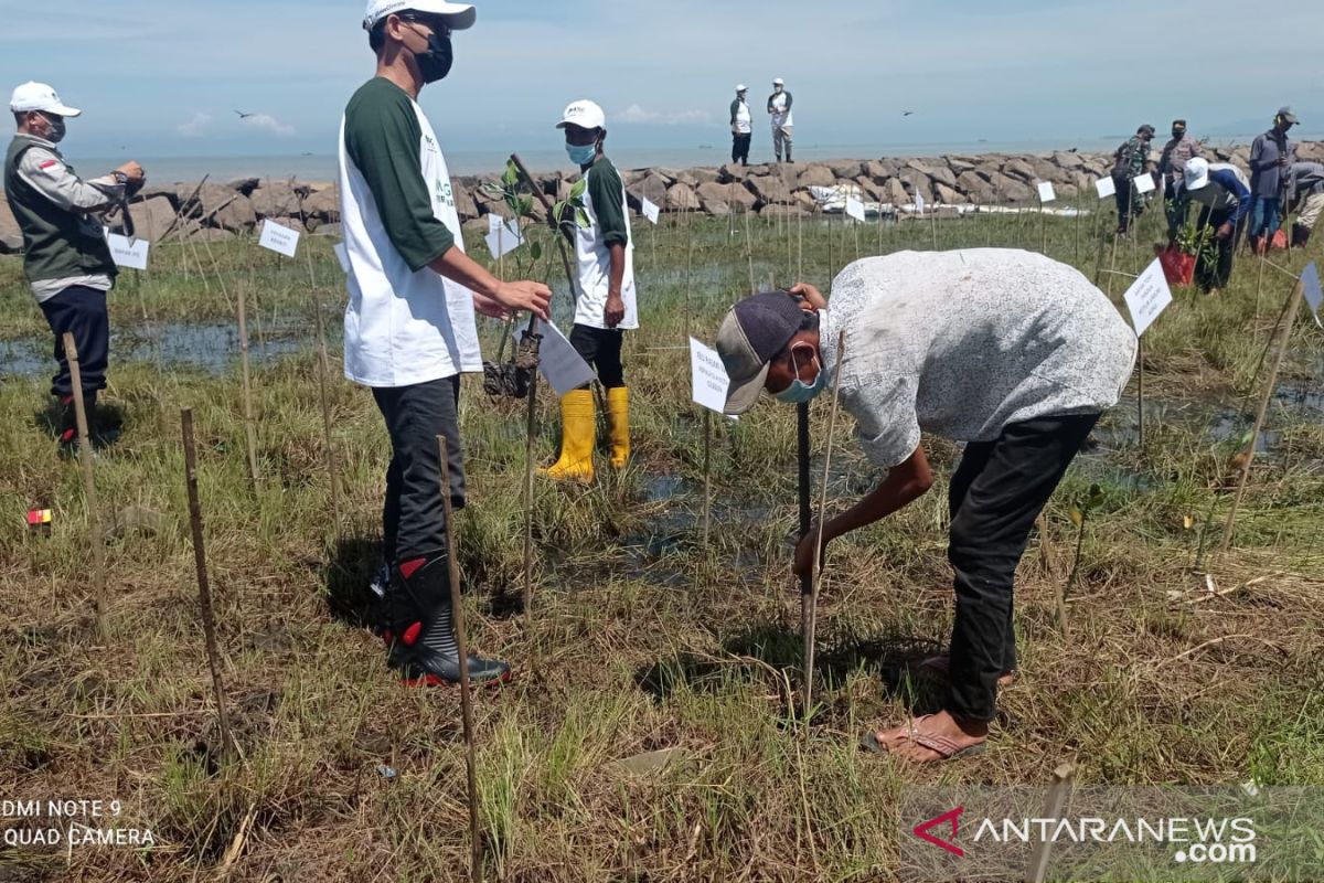 PT Asahimas dan Yayasan KEHATI rehabilitasi tanam mangrove di Banten
